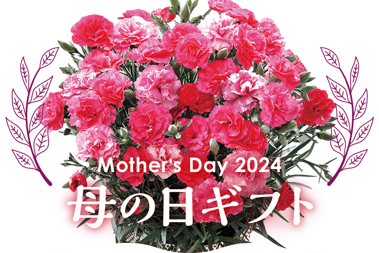 Mother's Day 2024 母の日ギフト